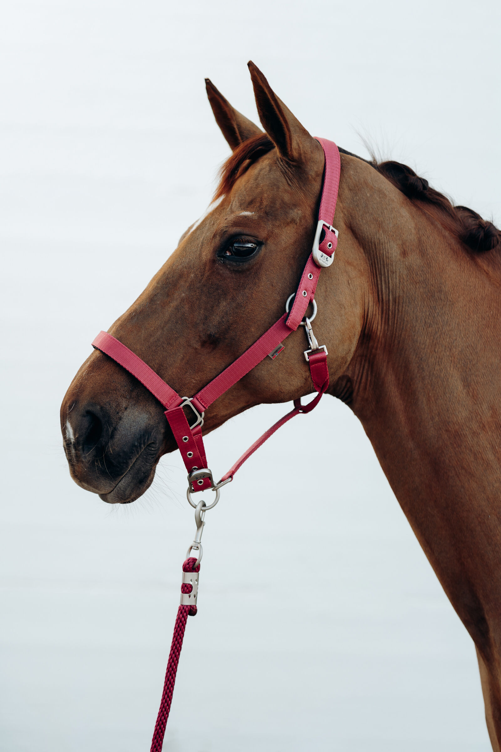 Horse Pressure Headcollar Natrual Horsemanship Two-Tone Rope Training Halter